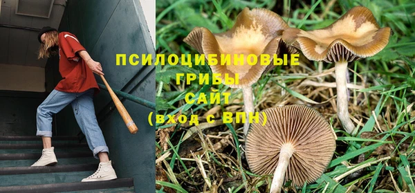 прущие грибы Гусь-Хрустальный
